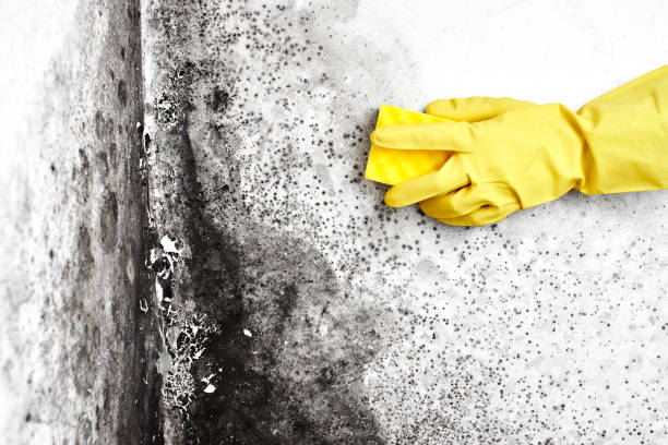 Best Black Mold Removal  in Minor, AL