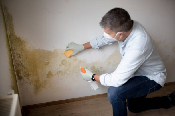 Best Real Estate Mold Inspection  in Minor, AL