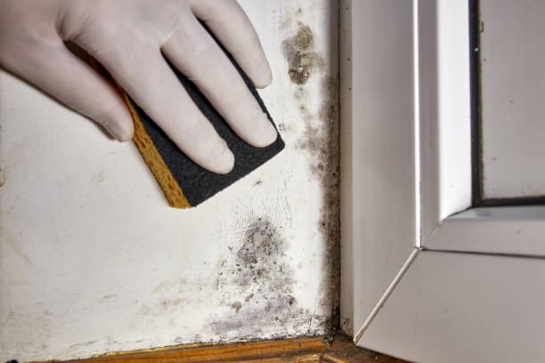 Best Dehumidification Services  in Minor, AL