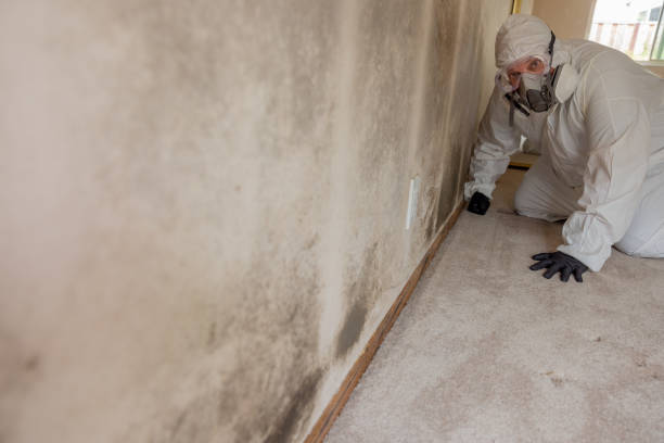 Best Mold-Related Health Consultation  in Minor, AL